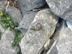 Podarcis muralis nigriventris