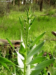 Fritillaria persica