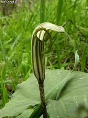 Arisarum vulgare