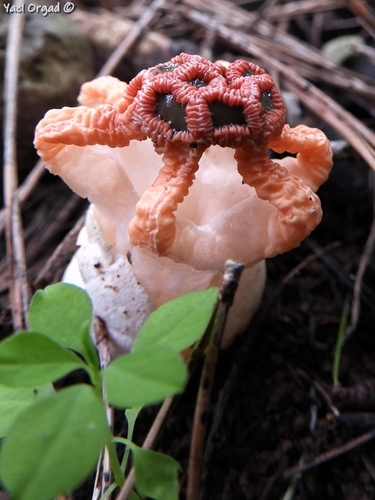 Colus hirudinosus