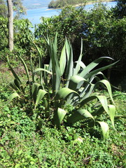 Agave hookeri