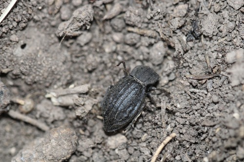 Pelecyphorus anastomosis