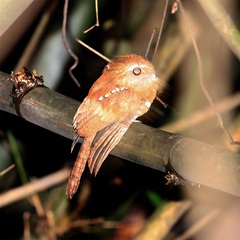Batrachostomus hodgsoni
