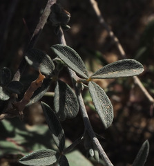 Argyrolobium uniflorum