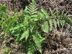 Pteridium aquilinum feei