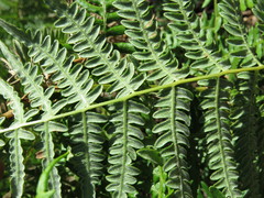 Pteridium aquilinum feei
