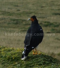 Daptrius carunculatus