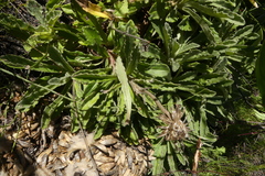 Mairia purpurata