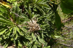 Mairia purpurata