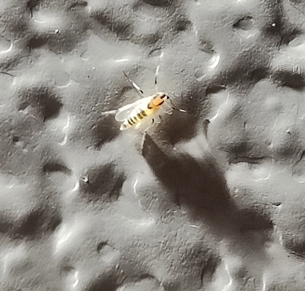 nematoceran-flies-from-homer-nd-usa-on-july-14-2023-at-10-09-pm-by