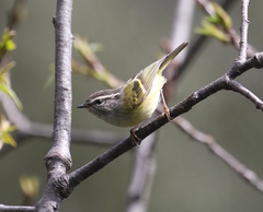 Phylloscopus maculipennis