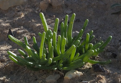 Mesembryanthemum nodiflorum