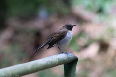 Turdus albicollis