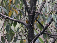 Cettia castaneocoronata