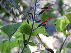 Salvia longistyla