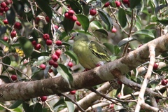 Treron curvirostra