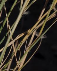 Stipagrostis ciliata
