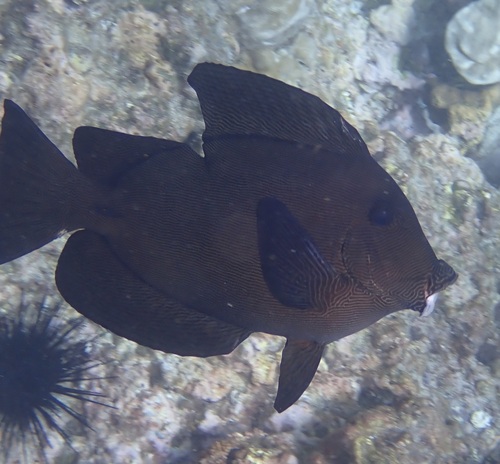 メイキュウサザナミハギ