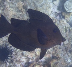 メイキュウサザナミハギ