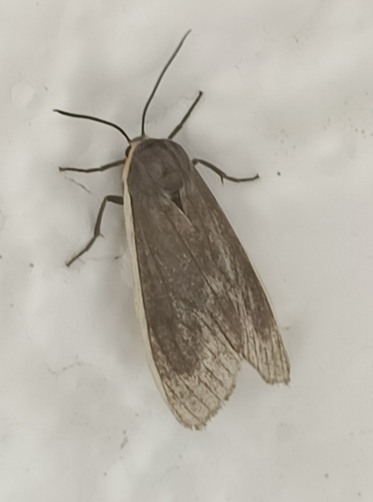 Euchaetes albaticosta