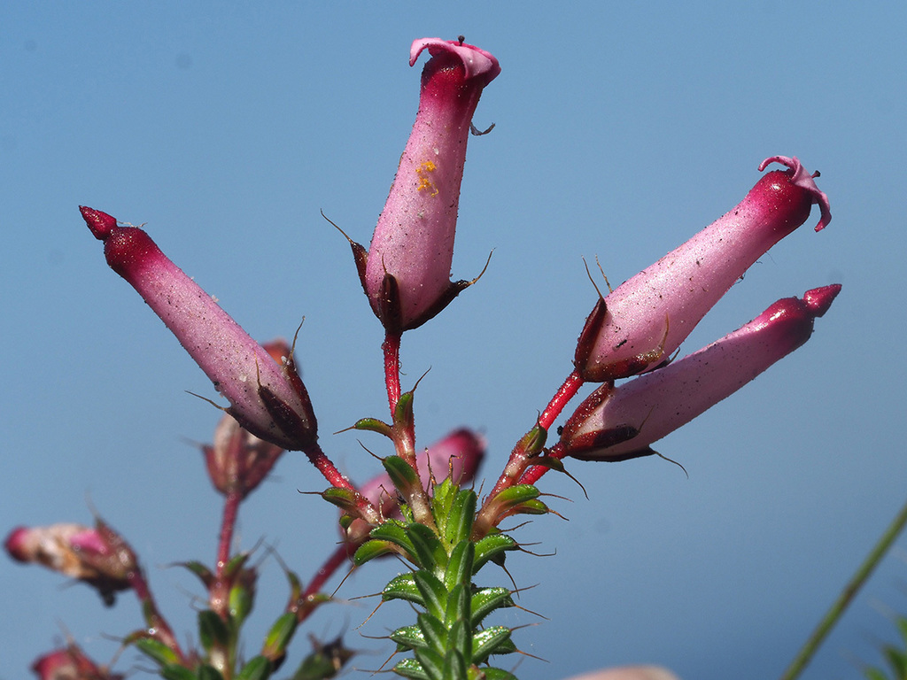 Hairleaf Heath