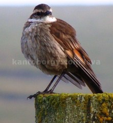 Cinclodes albidiventris