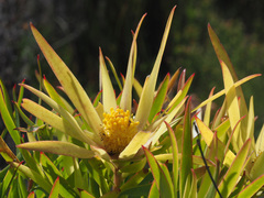 Alatosperma