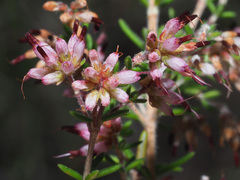 Erica interrupta