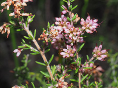 Erica interrupta