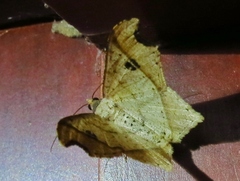 Macaria tenuiscripta