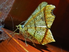 Macaria tenuiscripta