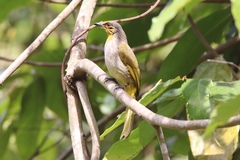 Pycnonotus finlaysoni