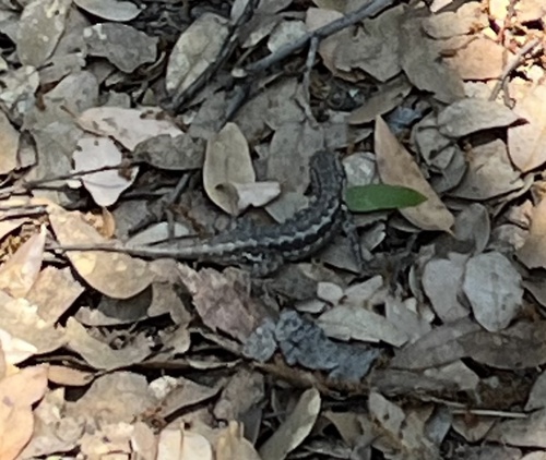 iNaturalist observation photo of Western Fence Lizard