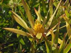 Alatosperma