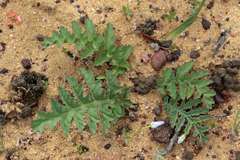 Pelargonium radulifolium