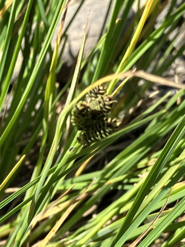 Carex eleusinoides iNat (1)