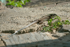 Ameiva atrigularis