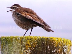 Cinclodes albidiventris