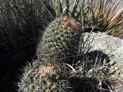Coryphantha clavata clavata