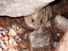 Haggard's Leaf-Eared Mouse photo 3