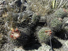 Coryphantha clavata clavata