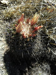 Coryphantha clavata clavata