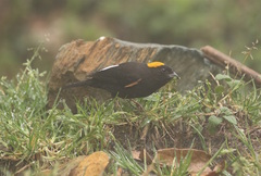 Pyrrhoplectes epauletta