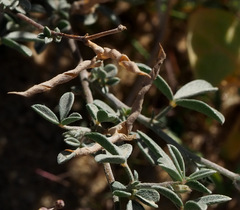 Argyrolobium uniflorum