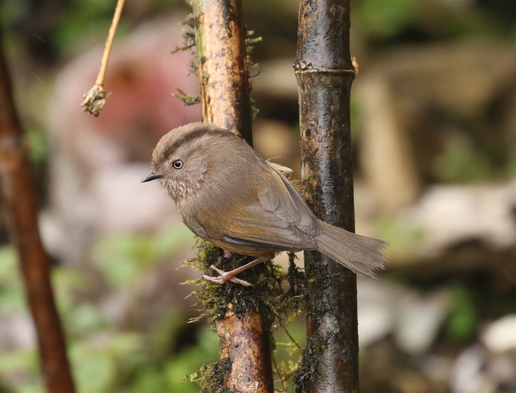 Manipur Fulvetta (Fulvetta manipurensis) photo