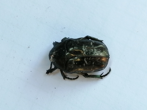 Photo of Marbled Rose-chafer (Protaetia marmorata)