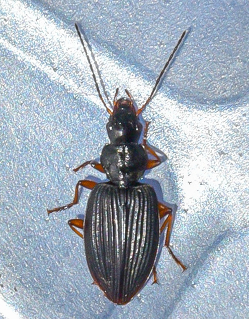 Blackburnia costata
