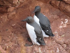 Common Murre photo 3