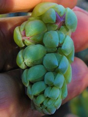 Pachyphytum kimnachii