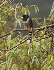 Urocissa flavirostris